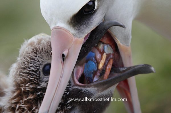 photo of albatross feeding chick plastic