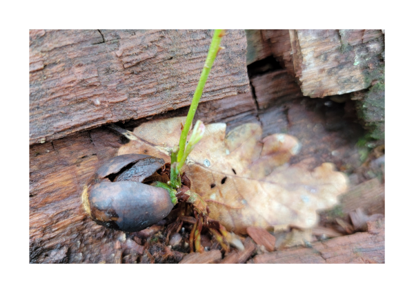 A new bright green sprout grows from wet dead wood.