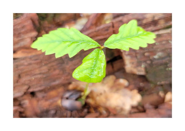 A photograph by Cheryl Beer of ancient Celtic rainforest in Wales. A young sapling grows from the earth. Three leaves spread growing outwards to create a circular shape. They are lime green and dewy.