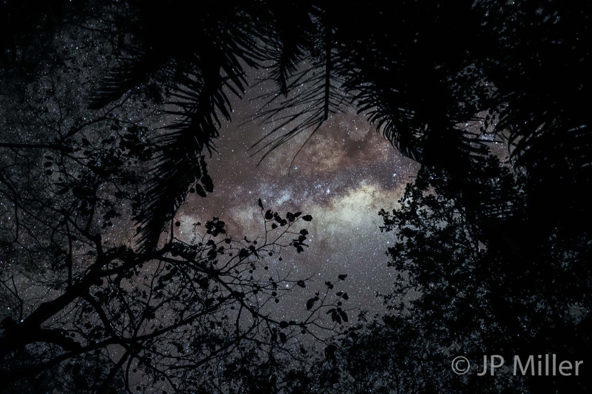 Stars and Canopy 